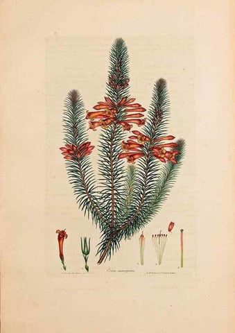 Reproducción/Reproduction 46924388935: Coloured engravings of heaths :. London :Published by the Author. Printed by T. Bensley,1802-09 [1830?]. 
