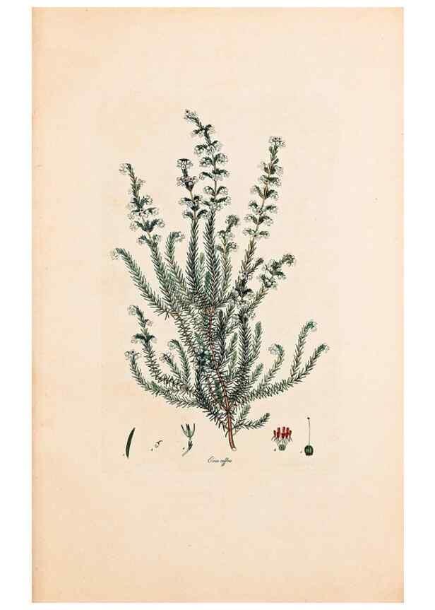 Reproducción/Reproduction 33963339828: Coloured engravings of heaths :. London :Published by the Author. Printed by T. Bensley,1802-09 [1830?]. 