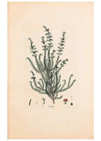 Reproducción/Reproduction 33963339828: Coloured engravings of heaths :. London :Published by the Author. Printed by T. Bensley,1802-09 [1830?]. 