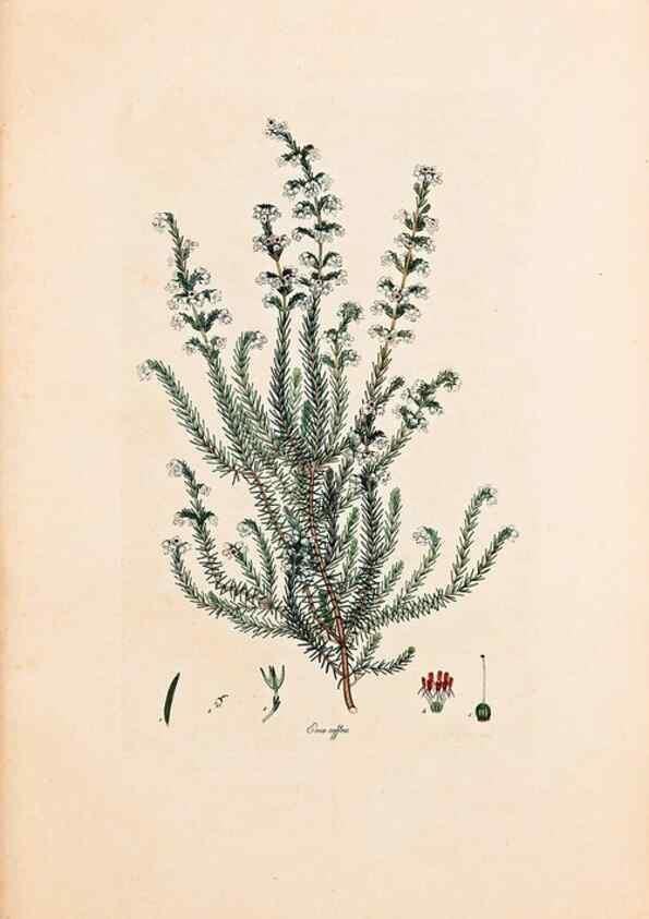 Reproducción/Reproduction 33963339828: Coloured engravings of heaths :. London :Published by the Author. Printed by T. Bensley,1802-09 [1830?]. 
