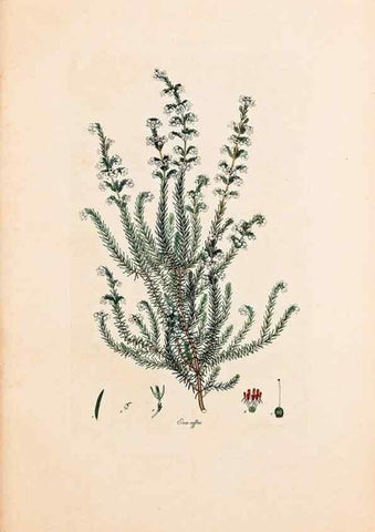 Reproducción/Reproduction 33963339828: Coloured engravings of heaths :. London :Published by the Author. Printed by T. Bensley,1802-09 [1830?]. 