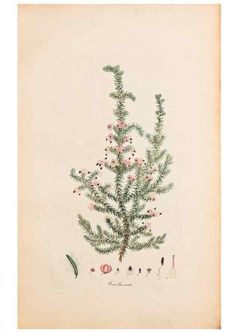 Reproducción/Reproduction 46924378315: Coloured engravings of heaths :. London :Published by the Author. Printed by T. Bensley,1802-09 [1830?]. 