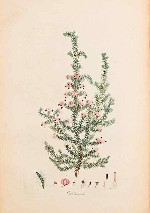 Reproducción/Reproduction 46924378315: Coloured engravings of heaths :. London :Published by the Author. Printed by T. Bensley,1802-09 [1830?]. 