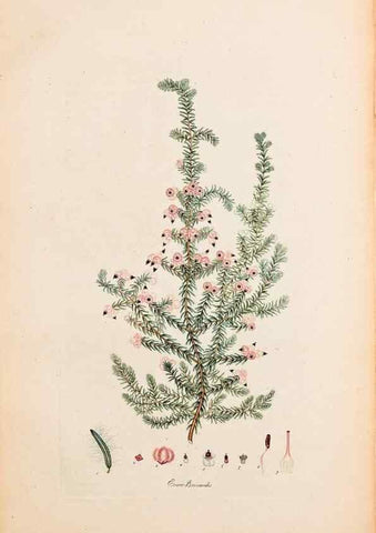 Reproducción/Reproduction 46924378315: Coloured engravings of heaths :. London :Published by the Author. Printed by T. Bensley,1802-09 [1830?]. 