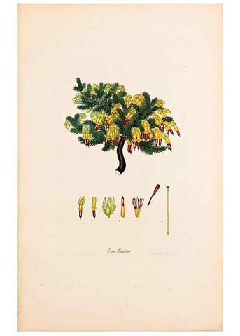 Reproducción/Reproduction 32896762897: Coloured engravings of heaths :. London :Published by the Author. Printed by T. Bensley,1802-09 [1830?]. 
