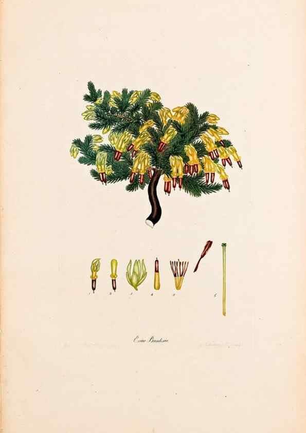 Reproducción/Reproduction 32896762897: Coloured engravings of heaths :. London :Published by the Author. Printed by T. Bensley,1802-09 [1830?]. 