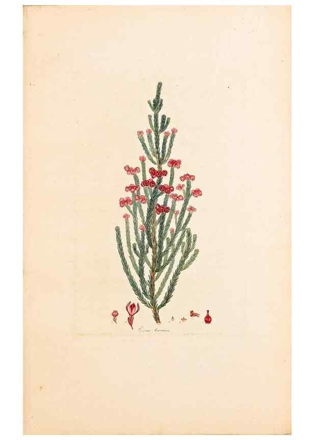 Reproducción/Reproduction 46924377675: Coloured engravings of heaths :. London :Published by the Author. Printed by T. Bensley,1802-09 [1830?]. 