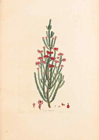 Reproducción/Reproduction 46924377675: Coloured engravings of heaths :. London :Published by the Author. Printed by T. Bensley,1802-09 [1830?]. 