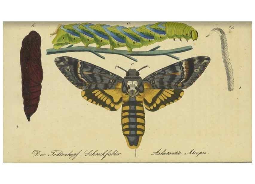 Reproducción/Reproduction 33933112948: Fauna Boica, oder, Gemeinnützige Naturgeschichte der Thiere Bayerns,. Nürnberg :In der C.H. Zeh'schen Buchhandlung,[1834]. 