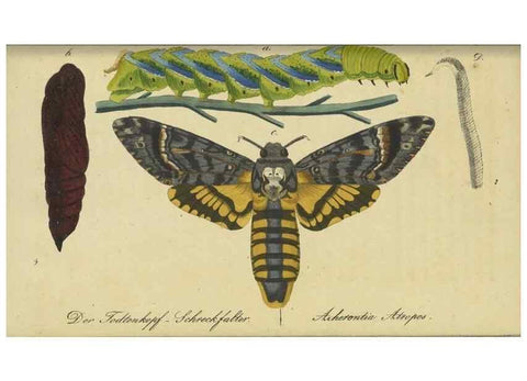 Reproducción/Reproduction 33933112948: Fauna Boica, oder, Gemeinnützige Naturgeschichte der Thiere Bayerns,. Nürnberg :In der C.H. Zeh'schen Buchhandlung,[1834]. 