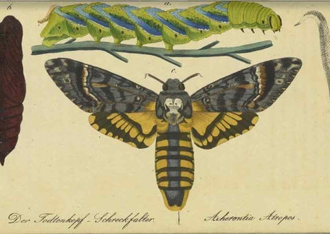 Reproducción/Reproduction 33933112948: Fauna Boica, oder, Gemeinnützige Naturgeschichte der Thiere Bayerns,. Nürnberg :In der C.H. Zeh'schen Buchhandlung,[1834]. 