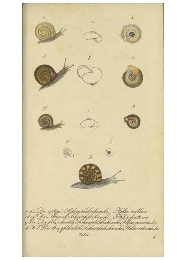 Reproducción/Reproduction 46894343425: Fauna Boica, oder, Gemeinnützige Naturgeschichte der Thiere Bayerns,. Nürnberg :In der C.H. Zeh'schen Buchhandlung,[1834]. 