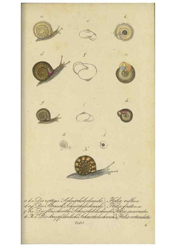 Reproducción/Reproduction 46894343425: Fauna Boica, oder, Gemeinnützige Naturgeschichte der Thiere Bayerns,. Nürnberg :In der C.H. Zeh'schen Buchhandlung,[1834]. 