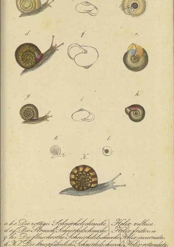 Reproducción/Reproduction 46894343425: Fauna Boica, oder, Gemeinnützige Naturgeschichte der Thiere Bayerns,. Nürnberg :In der C.H. Zeh'schen Buchhandlung,[1834]. 