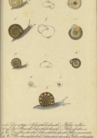 Reproducción/Reproduction 46894343425: Fauna Boica, oder, Gemeinnützige Naturgeschichte der Thiere Bayerns,. Nürnberg :In der C.H. Zeh'schen Buchhandlung,[1834]. 