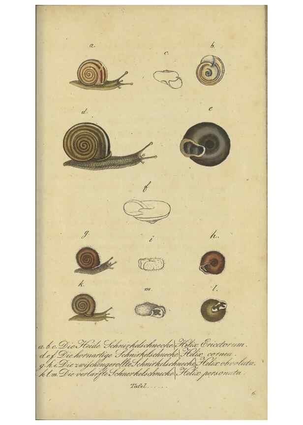 Reproducción/Reproduction 32867122227: Fauna Boica, oder, Gemeinnützige Naturgeschichte der Thiere Bayerns,. Nürnberg :In der C.H. Zeh'schen Buchhandlung,[1834]. 