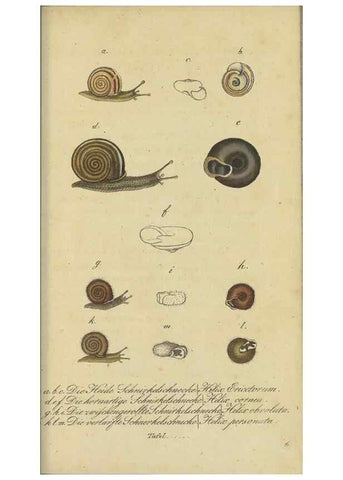 Reproducción/Reproduction 32867122227: Fauna Boica, oder, Gemeinnützige Naturgeschichte der Thiere Bayerns,. Nürnberg :In der C.H. Zeh'schen Buchhandlung,[1834]. 