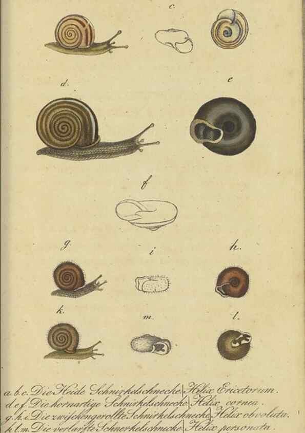 Reproducción/Reproduction 32867122227: Fauna Boica, oder, Gemeinnützige Naturgeschichte der Thiere Bayerns,. Nürnberg :In der C.H. Zeh'schen Buchhandlung,[1834]. 