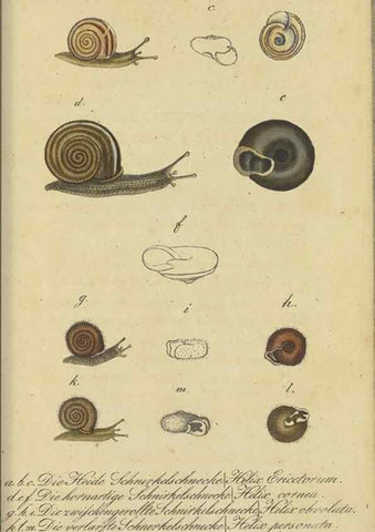 Reproducción/Reproduction 32867122227: Fauna Boica, oder, Gemeinnützige Naturgeschichte der Thiere Bayerns,. Nürnberg :In der C.H. Zeh'schen Buchhandlung,[1834]. 