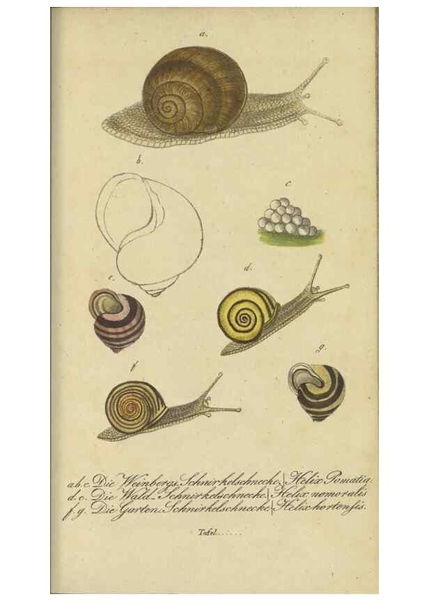 Reproducción/Reproduction 47758628942: Fauna Boica, oder, Gemeinnützige Naturgeschichte der Thiere Bayerns,. Nürnberg :In der C.H. Zeh'schen Buchhandlung,[1834]. 