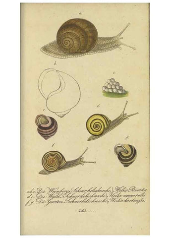 Reproducción/Reproduction 47758628942: Fauna Boica, oder, Gemeinnützige Naturgeschichte der Thiere Bayerns,. Nürnberg :In der C.H. Zeh'schen Buchhandlung,[1834]. 