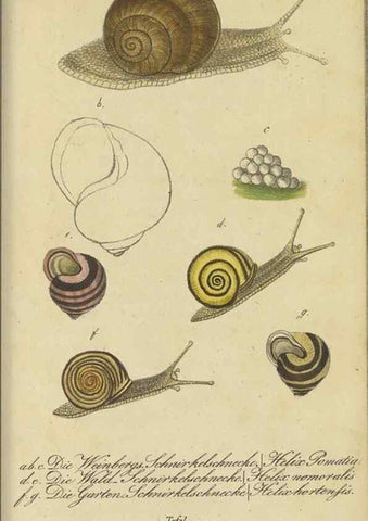 Reproducción/Reproduction 47758628942: Fauna Boica, oder, Gemeinnützige Naturgeschichte der Thiere Bayerns,. Nürnberg :In der C.H. Zeh'schen Buchhandlung,[1834]. 