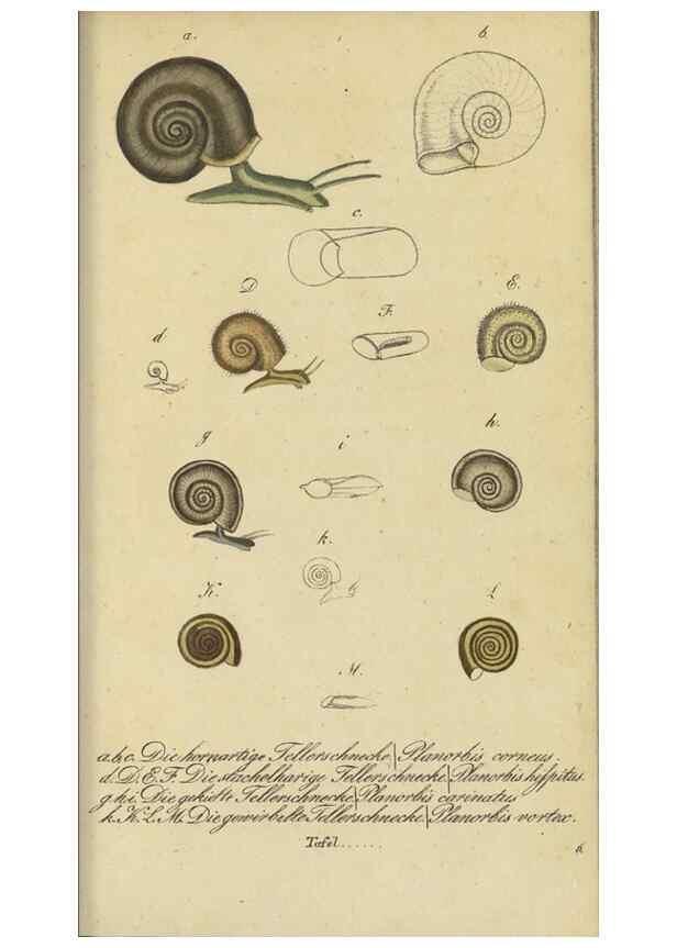 Reproducción/Reproduction 33933728218: Fauna Boica, oder, Gemeinnützige Naturgeschichte der Thiere Bayerns,. Nürnberg :In der C.H. Zeh'schen Buchhandlung,[1834]. 