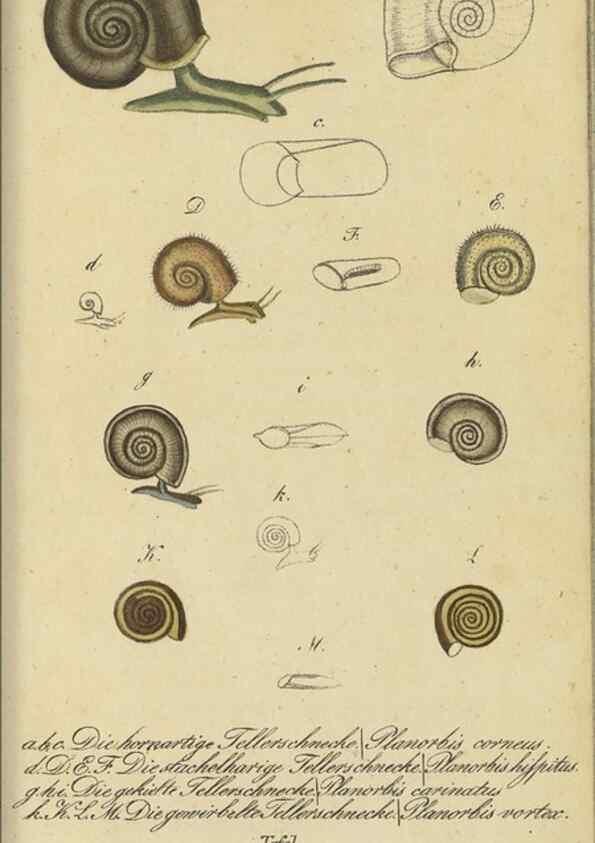 Reproducción/Reproduction 33933728218: Fauna Boica, oder, Gemeinnützige Naturgeschichte der Thiere Bayerns,. Nürnberg :In der C.H. Zeh'schen Buchhandlung,[1834]. 