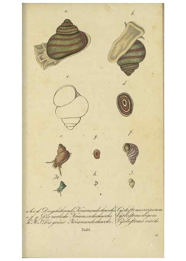 Reproducción/Reproduction 47758629912: Fauna Boica, oder, Gemeinnützige Naturgeschichte der Thiere Bayerns,. Nürnberg :In der C.H. Zeh'schen Buchhandlung,[1834]. 