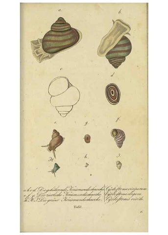 Reproducción/Reproduction 47758629912: Fauna Boica, oder, Gemeinnützige Naturgeschichte der Thiere Bayerns,. Nürnberg :In der C.H. Zeh'schen Buchhandlung,[1834]. 