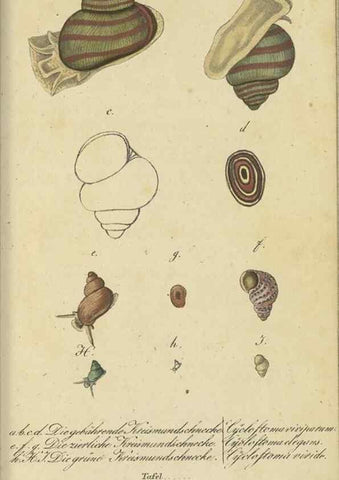Reproducción/Reproduction 47758629912: Fauna Boica, oder, Gemeinnützige Naturgeschichte der Thiere Bayerns,. Nürnberg :In der C.H. Zeh'schen Buchhandlung,[1834]. 