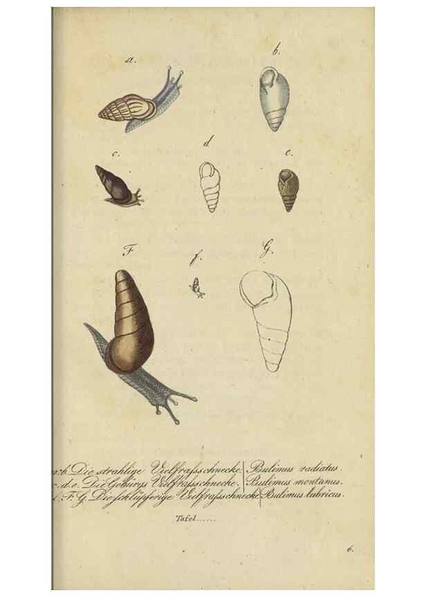 Reproducción/Reproduction 32867123307: Fauna Boica, oder, Gemeinnützige Naturgeschichte der Thiere Bayerns,. Nürnberg :In der C.H. Zeh'schen Buchhandlung,[1834]. 
