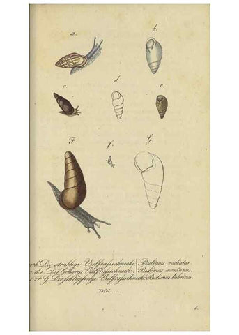 Reproducción/Reproduction 32867123307: Fauna Boica, oder, Gemeinnützige Naturgeschichte der Thiere Bayerns,. Nürnberg :In der C.H. Zeh'schen Buchhandlung,[1834]. 