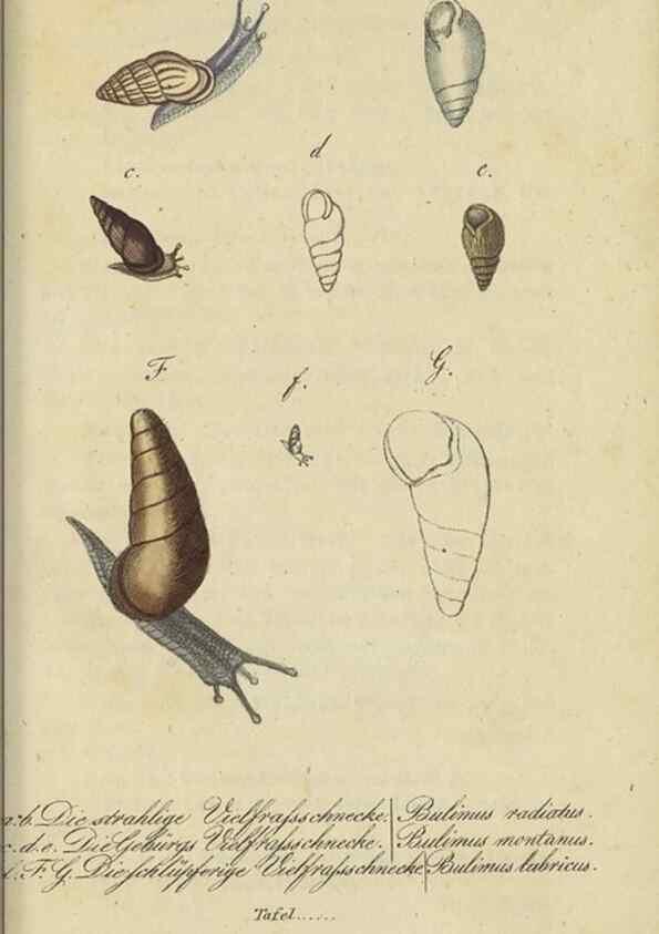 Reproducción/Reproduction 32867123307: Fauna Boica, oder, Gemeinnützige Naturgeschichte der Thiere Bayerns,. Nürnberg :In der C.H. Zeh'schen Buchhandlung,[1834]. 