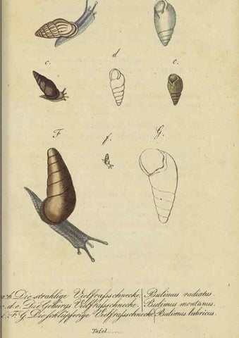 Reproducción/Reproduction 32867123307: Fauna Boica, oder, Gemeinnützige Naturgeschichte der Thiere Bayerns,. Nürnberg :In der C.H. Zeh'schen Buchhandlung,[1834]. 