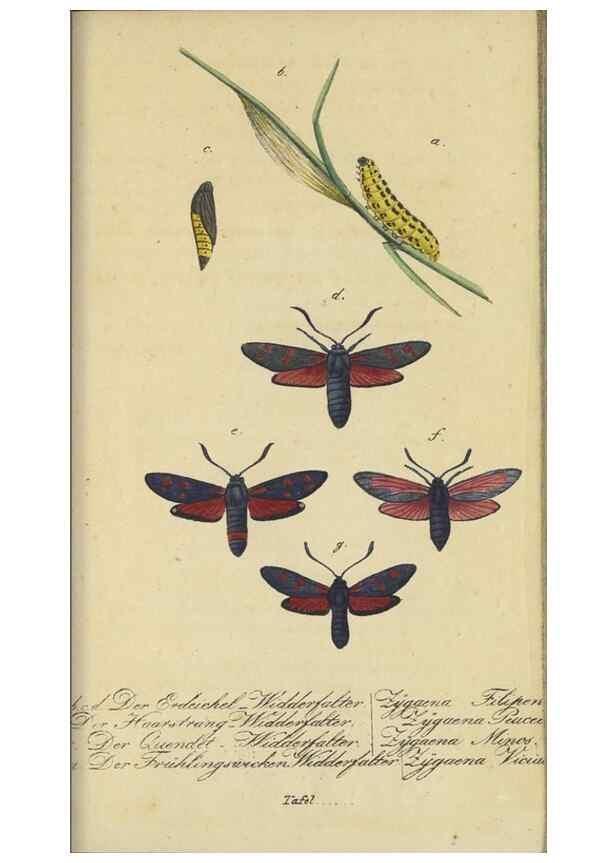 Reproducción/Reproduction 33929161338: Fauna Boica, oder, Gemeinnützige Naturgeschichte der Thiere Bayerns,. Nürnberg :In der C.H. Zeh'schen Buchhandlung,[1834]. 