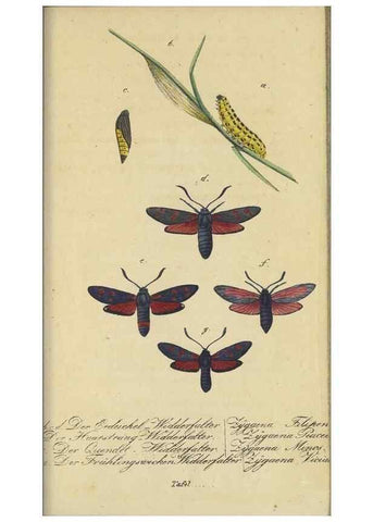 Reproducción/Reproduction 33929161338: Fauna Boica, oder, Gemeinnützige Naturgeschichte der Thiere Bayerns,. Nürnberg :In der C.H. Zeh'schen Buchhandlung,[1834]. 