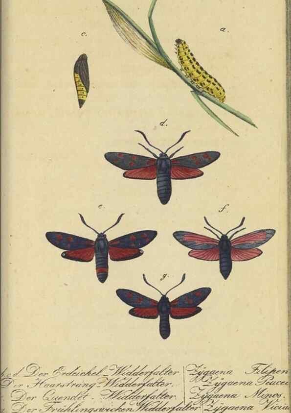 Reproducción/Reproduction 33929161338: Fauna Boica, oder, Gemeinnützige Naturgeschichte der Thiere Bayerns,. Nürnberg :In der C.H. Zeh'schen Buchhandlung,[1834]. 