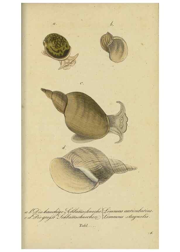 Reproducción/Reproduction 32867123847: Fauna Boica, oder, Gemeinnützige Naturgeschichte der Thiere Bayerns,. Nürnberg :In der C.H. Zeh'schen Buchhandlung,[1834]. 
