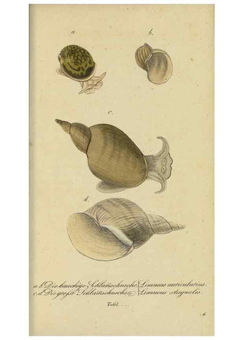 Reproducción/Reproduction 32867123847: Fauna Boica, oder, Gemeinnützige Naturgeschichte der Thiere Bayerns,. Nürnberg :In der C.H. Zeh'schen Buchhandlung,[1834]. 