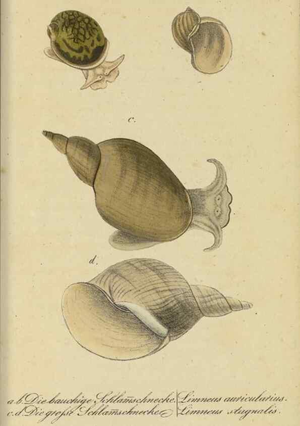 Reproducción/Reproduction 32867123847: Fauna Boica, oder, Gemeinnützige Naturgeschichte der Thiere Bayerns,. Nürnberg :In der C.H. Zeh'schen Buchhandlung,[1834]. 