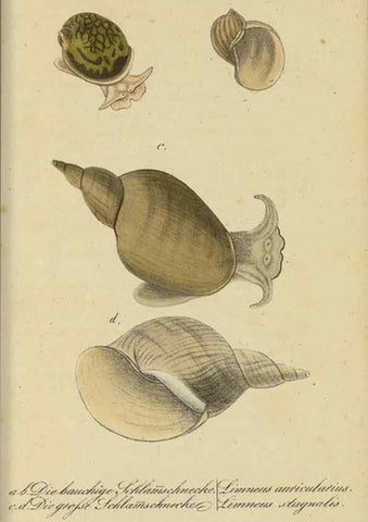 Reproducción/Reproduction 32867123847: Fauna Boica, oder, Gemeinnützige Naturgeschichte der Thiere Bayerns,. Nürnberg :In der C.H. Zeh'schen Buchhandlung,[1834]. 