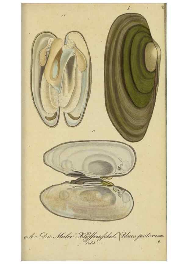 Reproducción/Reproduction 46894346615: Fauna Boica, oder, Gemeinnützige Naturgeschichte der Thiere Bayerns,. Nürnberg :In der C.H. Zeh'schen Buchhandlung,[1834]. 