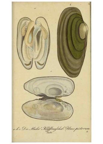 Reproducción/Reproduction 46894346615: Fauna Boica, oder, Gemeinnützige Naturgeschichte der Thiere Bayerns,. Nürnberg :In der C.H. Zeh'schen Buchhandlung,[1834]. 