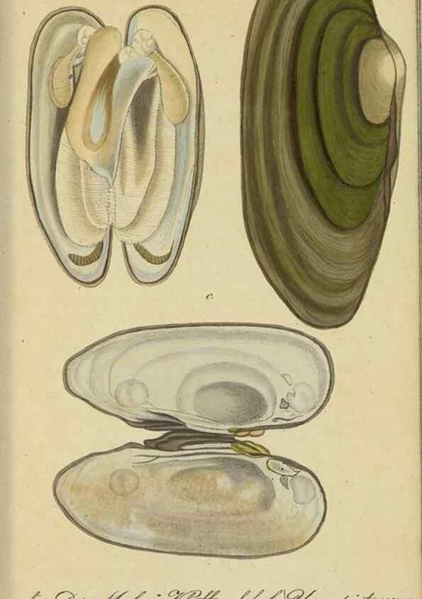 Reproducción/Reproduction 46894346615: Fauna Boica, oder, Gemeinnützige Naturgeschichte der Thiere Bayerns,. Nürnberg :In der C.H. Zeh'schen Buchhandlung,[1834]. 