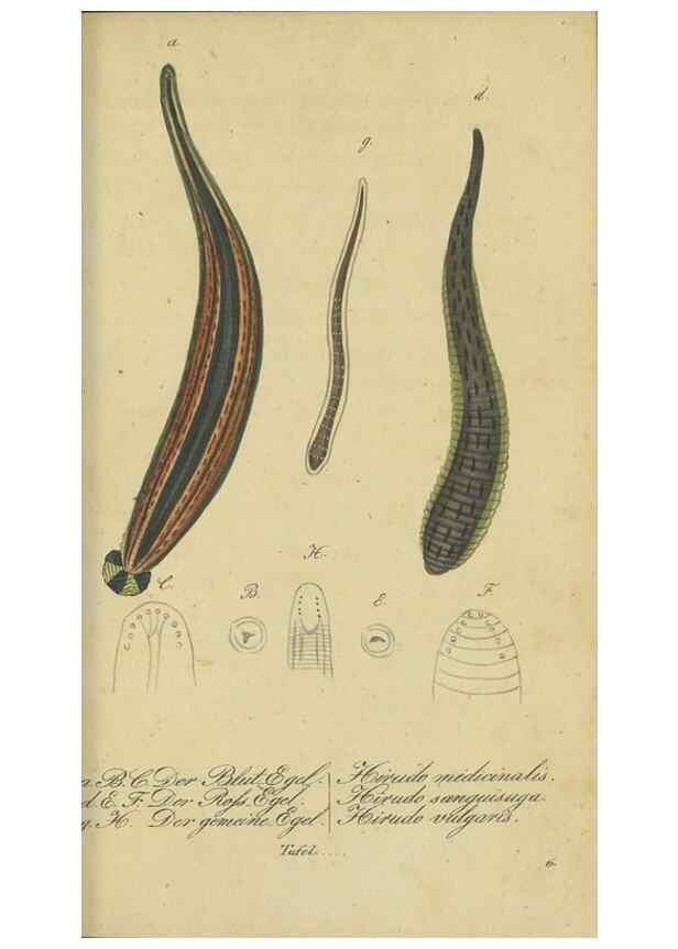Reproducción/Reproduction 47810725941: Fauna Boica, oder, Gemeinnützige Naturgeschichte der Thiere Bayerns,. Nürnberg :In der C.H. Zeh'schen Buchhandlung,[1834]. 