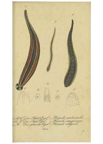 Reproducción/Reproduction 47810725941: Fauna Boica, oder, Gemeinnützige Naturgeschichte der Thiere Bayerns,. Nürnberg :In der C.H. Zeh'schen Buchhandlung,[1834]. 