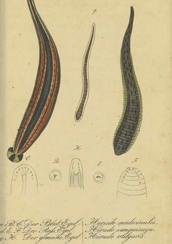Reproducción/Reproduction 47810725941: Fauna Boica, oder, Gemeinnützige Naturgeschichte der Thiere Bayerns,. Nürnberg :In der C.H. Zeh'schen Buchhandlung,[1834]. 