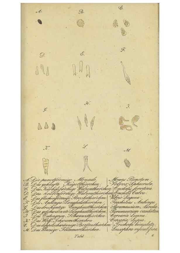 Reproducción/Reproduction 40844348503: Fauna Boica, oder, Gemeinnützige Naturgeschichte der Thiere Bayerns,. Nürnberg :In der C.H. Zeh'schen Buchhandlung,[1834]. 