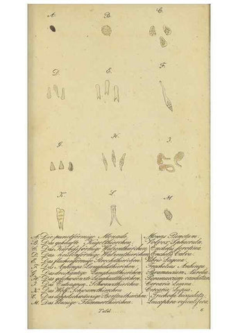 Reproducción/Reproduction 40844348503: Fauna Boica, oder, Gemeinnützige Naturgeschichte der Thiere Bayerns,. Nürnberg :In der C.H. Zeh'schen Buchhandlung,[1834]. 